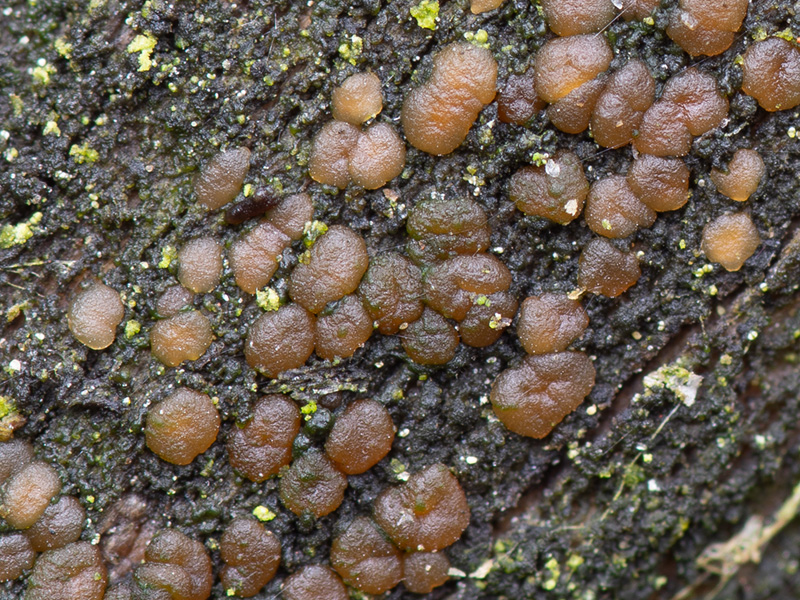 Unilacryma unispora